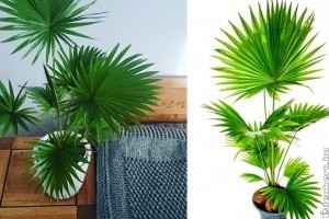 A szúrós legyezőpálma