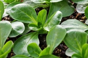 Hogyan termesszünk madársalátát az erkélyünkön?