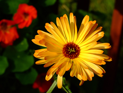 Krizantém: ha ezekre figyelsz, tele lesz virággal