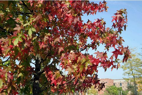 Az ősz színei a kertemben- a Budai Kertcentrum 2009 őszi fotópályázata