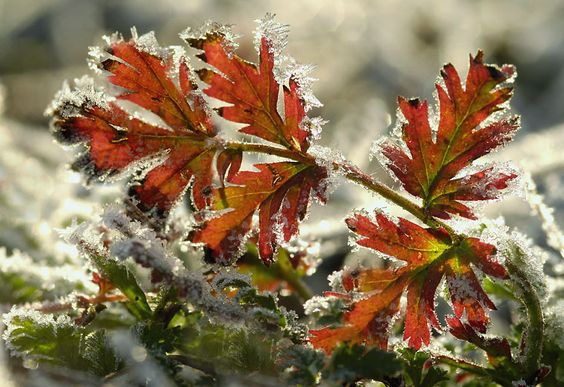 Krizantém: ha ezekre figyelsz, tele lesz virággal