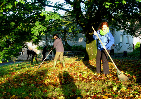 Krizantém: ha ezekre figyelsz, tele lesz virággal