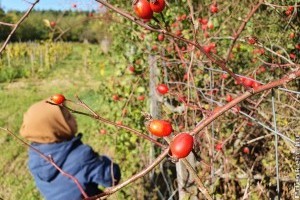 Ingyen nő az erdőszélen ez a gyógynövény, el sem hiszed mennyi mindenre jó