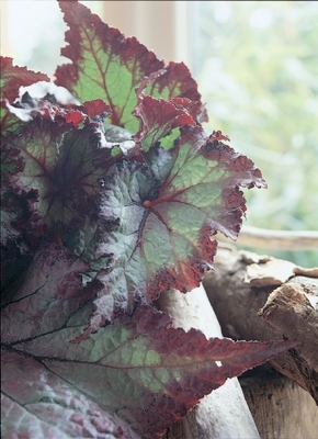 Krizantém: ha ezekre figyelsz, tele lesz virággal