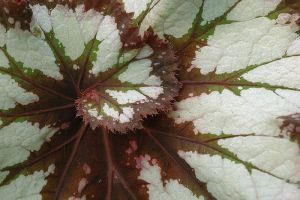 Szeretett szobanövényünk - a Begonia
