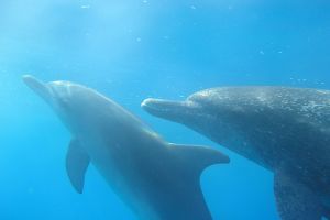 Léböjt és Watsu a fiatalságunkért - De mi az a Watsu?