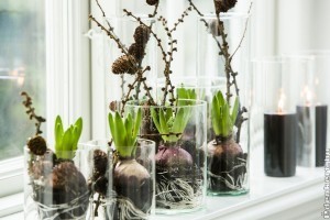 Cserepes jácint ősszel és télen is!