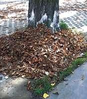 Kopasz gesztenyefák