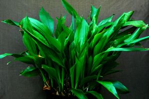 Kukoricalevél (Aspidistra elatior)