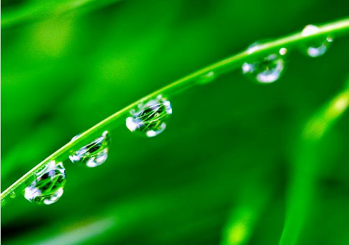 Érdekes gondolatok a fűről