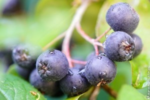 Hogyan termesszünk fekete berkenyét?