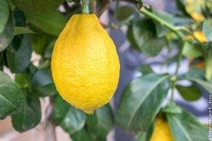 Milyen citrusféléket érdemes otthon nevelni?
