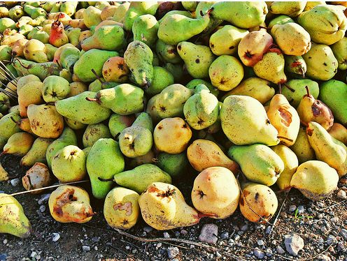 Krizantém: ha ezekre figyelsz, tele lesz virággal