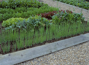 Krizantém: ha ezekre figyelsz, tele lesz virággal