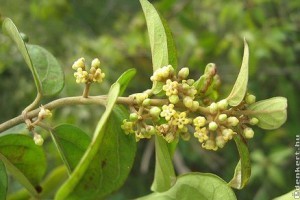 Gyógynövények cukorbetegeknek, fogyókúrázóknak