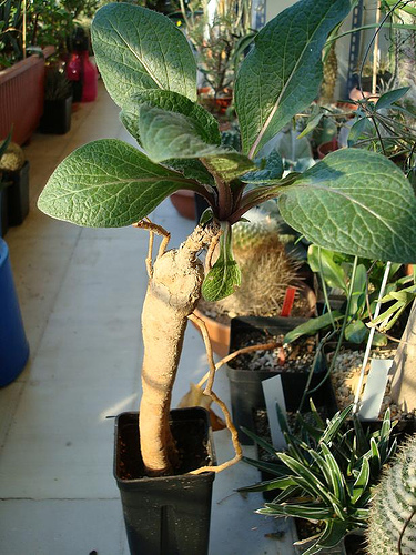 Krizantém: ha ezekre figyelsz, tele lesz virággal