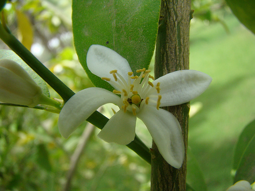 Citruskert a teraszon