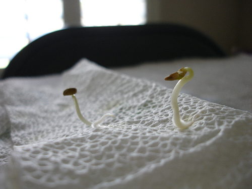 Krizantém: ha ezekre figyelsz, tele lesz virággal