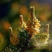 Krizantém: ha ezekre figyelsz, tele lesz virággal