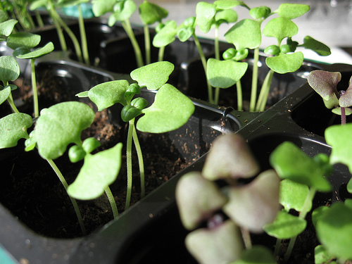 Krizantém: ha ezekre figyelsz, tele lesz virággal