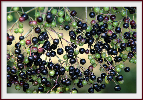 Krizantém: ha ezekre figyelsz, tele lesz virággal