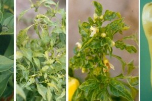 Mit kell tudni a dohány mozaik vírusról?