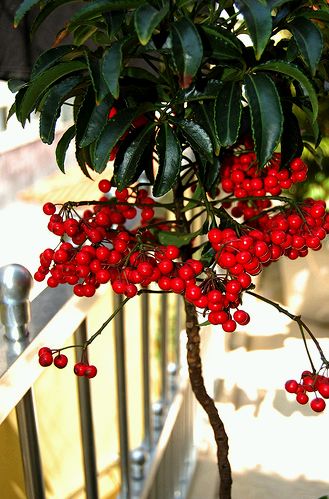 Krizantém: ha ezekre figyelsz, tele lesz virággal