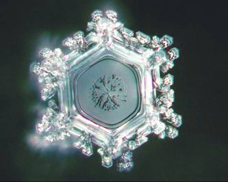 Krizantém: ha ezekre figyelsz, tele lesz virággal