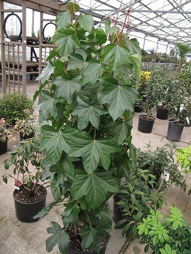 Borostyánarália (Fatshedera lizei)