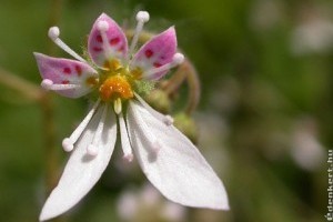 Melyek a legszebb ámpolna növények?