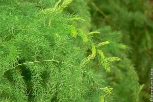 Hogyan lesz szép az aszparáguszunk? (Asparagus sp.)