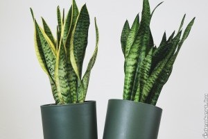 Anyósnyelv: egy igazán strapabíró szobanövény gondozása kezdőknek