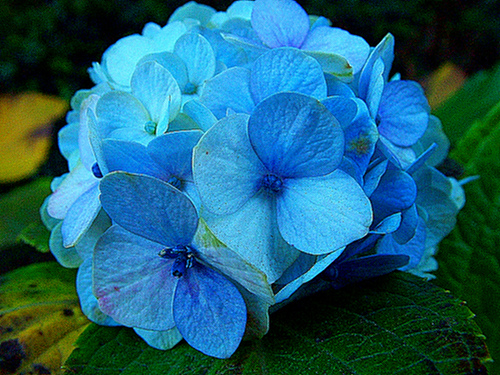 A Hortenzia télen nyugalomra vágyik