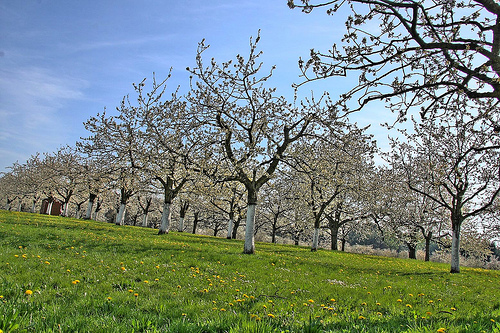 Krizantém: ha ezekre figyelsz, tele lesz virággal