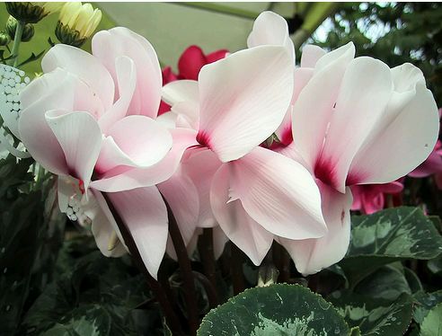 Krizantém: ha ezekre figyelsz, tele lesz virággal