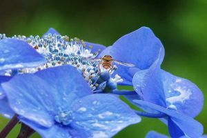 Mely növények nem bírják a meszes talajt?