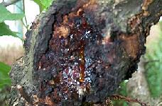 Hogyan lehet a fák mézgásodása ellen védekezni?