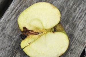 Mitől kukacos az alma?