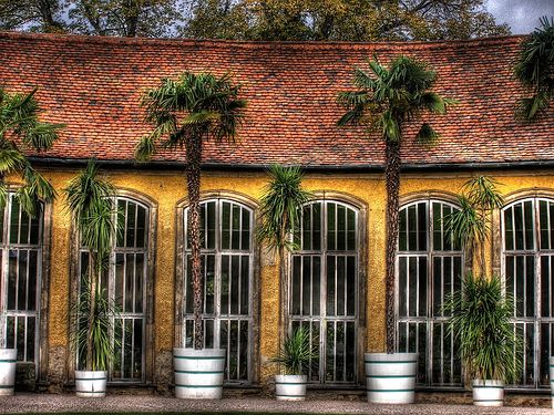 Krizantém: ha ezekre figyelsz, tele lesz virággal