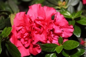 Azálea: ha ezekre figyelsz, sokáig gyönyörű lesz