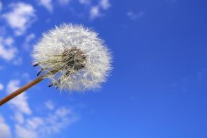 Melyik fűszer fiatalít?