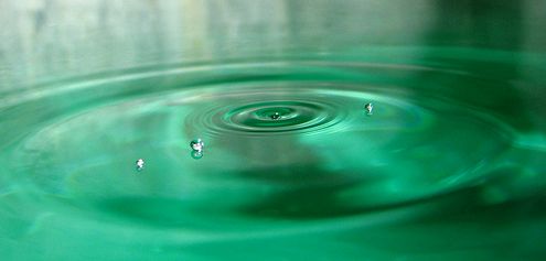 Krizantém: ha ezekre figyelsz, tele lesz virággal