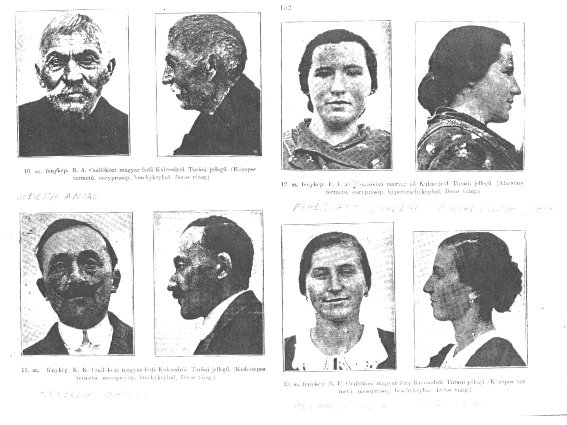 Krizantém: ha ezekre figyelsz, tele lesz virággal