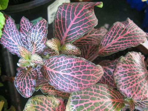 Krizantém: ha ezekre figyelsz, tele lesz virággal