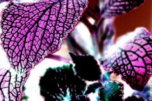 Fittónia (Fittonia verschaffeltii)