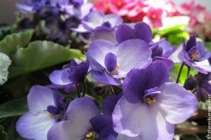 Fokföldi ibolya: így szaporítsuk egyszerűen házilag