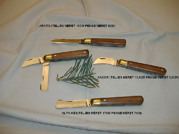 Krizantém: ha ezekre figyelsz, tele lesz virággal