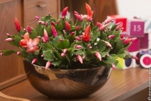 November szobanövénye: kaktusz ünnepi öltözetben