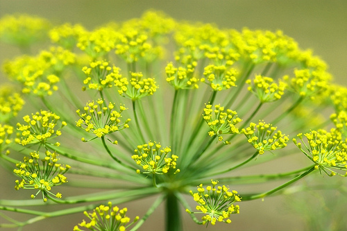 Krizantém: ha ezekre figyelsz, tele lesz virággal