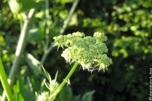 Kapor, Lestyán, Majoránna